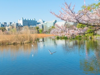  攝影 玩家 賞櫻 趣，一個人的 東京 櫻花 之旅