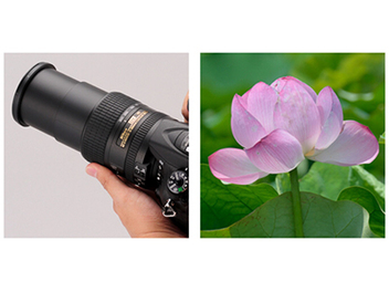 Nikon AF-S DX 18-300mm f/3.5-6.3G ED VR 夏日 荷花 實戰