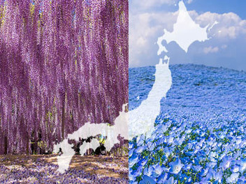  日本 櫻花 拍膩了？ 紫藤 天空、 粉蝶花 海，帶你欣賞不同的 東瀛 之春
