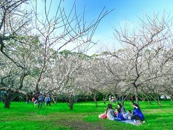 新竹 攝影 私房 景點 分享：清大 梅花園