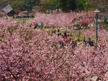 新竹攝影私房景點分享：漫步市區櫻花樹下 － 新竹公園