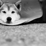 E9896ba953c737719d00815559076425