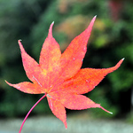 Abcdb2cd1582a35cf798a52f84b4dc4d