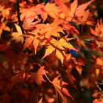 2349dccc5f0755bf54ccb74f82e26733