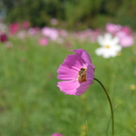 93c3e1d5d870f350989b2f9b0e2c5436