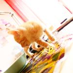 De9c0d0e001e44336bf0ae9bb52c62da