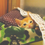 Deb91a8f1689ac7146a1446ee558b507