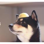 Ee51fdbf8a9018d1c3f9d908ac406af1