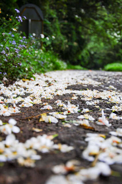 油桐花很容易被雨水打落，若是雨天或雨後前往拍攝，除了較危險外也不易拍到好看的畫面。