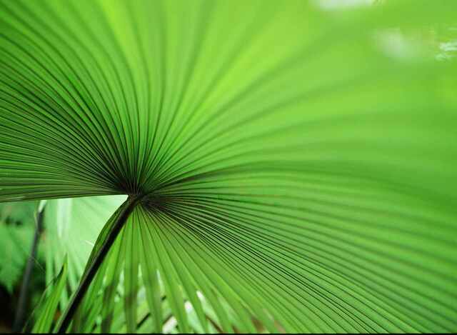 達全面接掌銷售通路 回顧過去十餘年，底片玩家所熟悉的 Kodak 底片，其實背後存在著複雜的品牌運作。自 2013 年柯達從破產重整中復甦以來，靜態攝影底片的全球銷售與行銷權長期授權給英國公司 Kodak Alaris 經營。然而，這項維持了超過十年的商業模式，在 2026 年初發生了結構性位移。 在底片攝影玩家心中佔有重要地位的 Ektachrome E100 正片，近日迎來了通路發行上的重大變革。柯達日前宣布，這款標誌性的彩色正片將由原本的授權代理轉為由總部直接發行，決定跳過代理商，直接面對全球經銷商與零售通路，負責 Ektachrome E100 的推廣。 產品外盒換新裝 隨著發行權的更迭，最直觀的改變莫過於外盒包裝的設計。根據目前釋出的產品影像，由柯達直營的 Ektachrome E100 採用了更簡潔、帶有復古情懷的包裝風格，這與過去 Kodak Alaris 版的設計有顯著區別。攝影愛好者最關心的品質問題也已有定論：儘管包裝與通路有所變動，但內容物仍是產自紐約羅徹斯特工廠、大家所熟悉的同一款乳劑，在色彩調性、極細顆粒與優異的對比表現上並未改變。 ▲ EKTACHROME E100 樣張。 ▲ EKTACHROME E100 樣張。 ▲ EKTACHROME E100 樣張。 直營拼圖趨於完整 事實上，Ektachrome 並非首款回歸直營的產品。在此之前，經典的黑白底片 Tri-X 以及色彩飽和度極高的 Ektar 100 已經先行轉由柯達直接管理。市場分析認為，柯達頻繁的動作顯示其正透過縮減供應鏈層級，試圖在底片成本持續波動的市場中，取得更穩定的定價權與庫存控制能力。 via：PetaPixel、Kodak