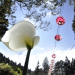 5298e137e8c2c65e7567b895c5ec57c0