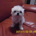 9aa6645cec9e6b1fa67c1d826231933f