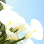 E3d3d662f4029b91abc76df4b6e2f3f5