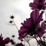 19b69cff27de7679db1bc6073678ae32