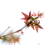 D96446d84bb3443e4d3aa11ef1beb1d4