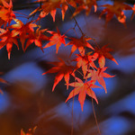 61e5746f15cf1186f33887630c0401a4