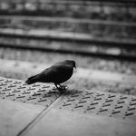 C46098d335dc5179b4d7654070d315e7