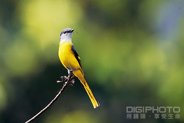 超長望遠變焦鏡， SIGMA APO 300-800mm F5.6 EX DG HSM 試用| DIGIPHOTO