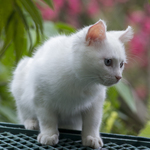 A64ce2407361f5238745dd2e96e66cab