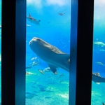 9a25cfbdf24ea5b41a3c938f810113ce