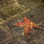 A1c27b9a272e8cf18d9e426d45240d05