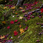 9205d0b02a98c17f564028da7ad7ba44