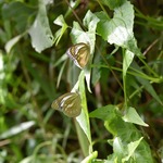 500f442985f0b72acf18f641604ab584