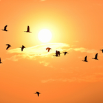 1cd9e7ce1d58f7c4c52a0c64e786de01