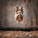 55e4aed061287f88406a632678f373aa