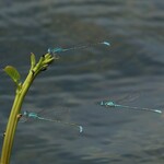 39927f588f039cc5421751fe887cef98