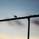 C6f4d9cfd3ce7af3e29c44f4b0c9abb1