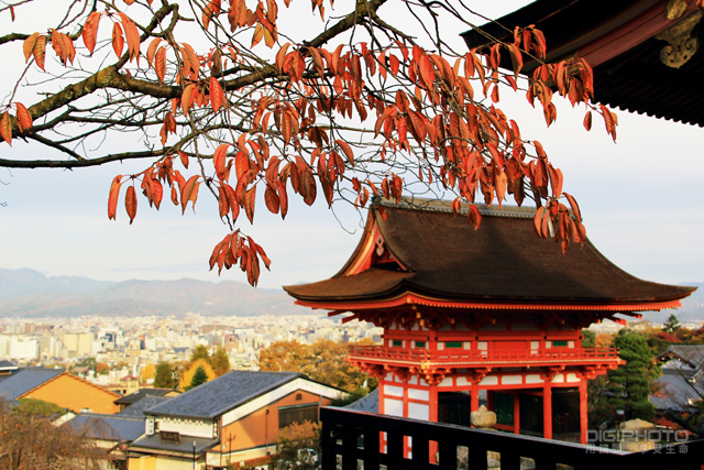 世界遺產】京都清水寺維修3年終完工維修費40億日圓重新建舞台